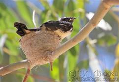 Willie Wagtails - Juniors-2
